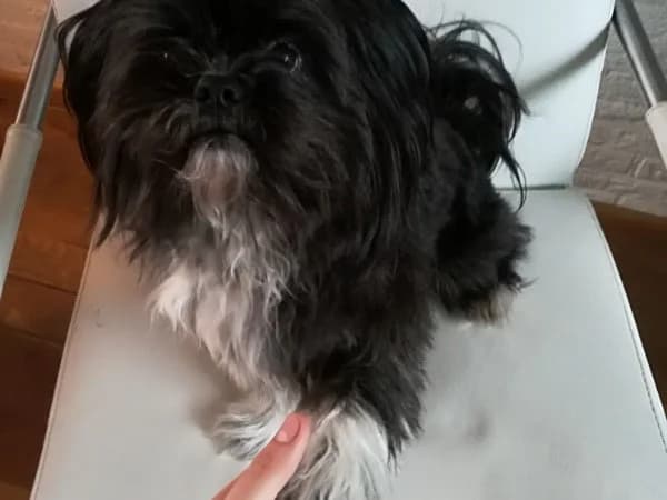 Milo