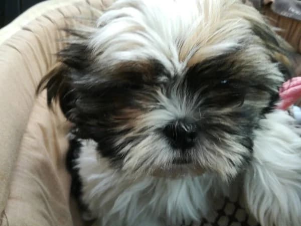 Maysie