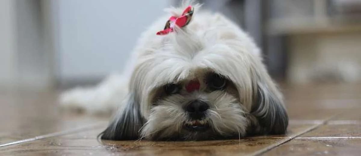 Foto van de Shih Tzu