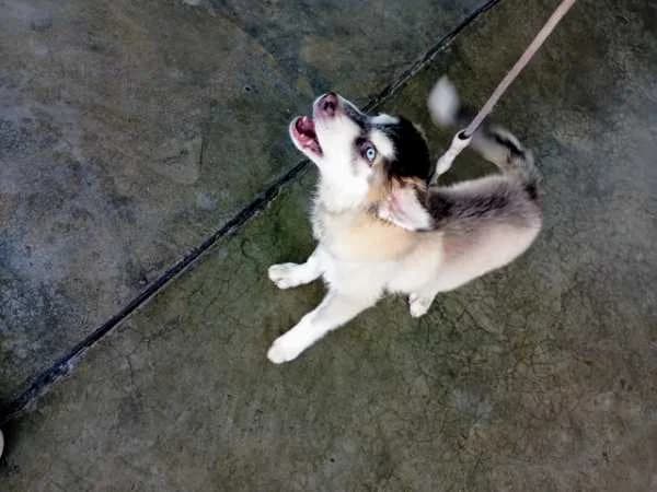 Husky Siberiano
