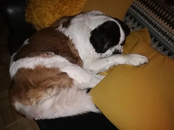 Staisy