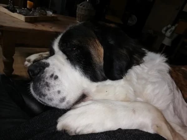 Staisy