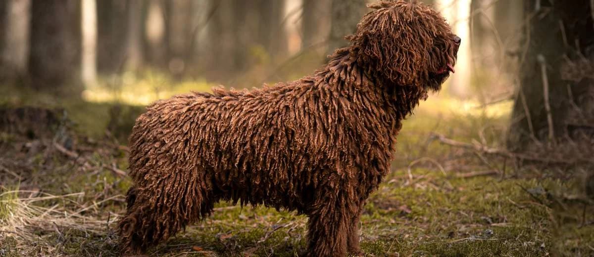 Foto van de Spaanse waterhond