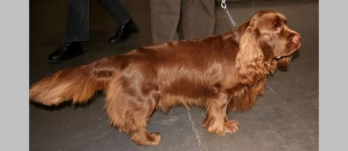 Foto van de Sussex Spaniël