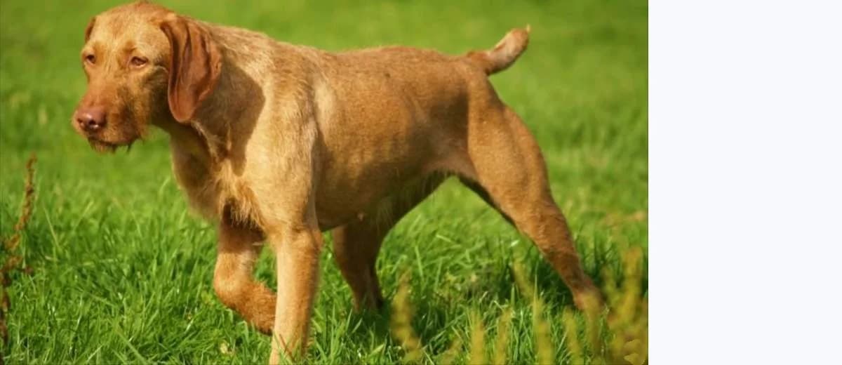 Foto van de Vizsla draadhaar