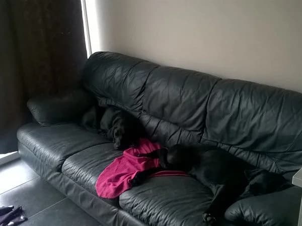 jersey en broer fluke