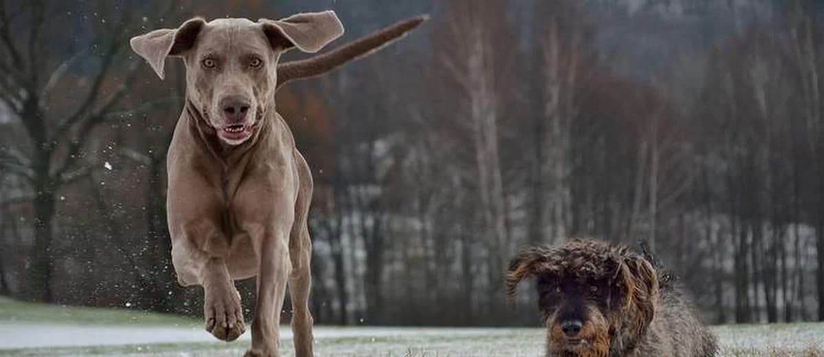 Foto van de Weimaraner