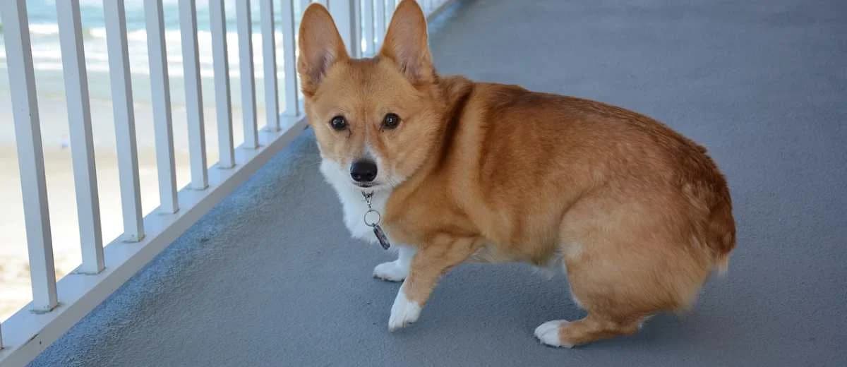Foto van de Welsh Corgi Pembroke