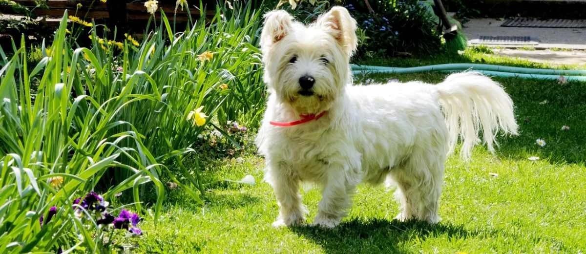 Foto van de West Highland White Terriër