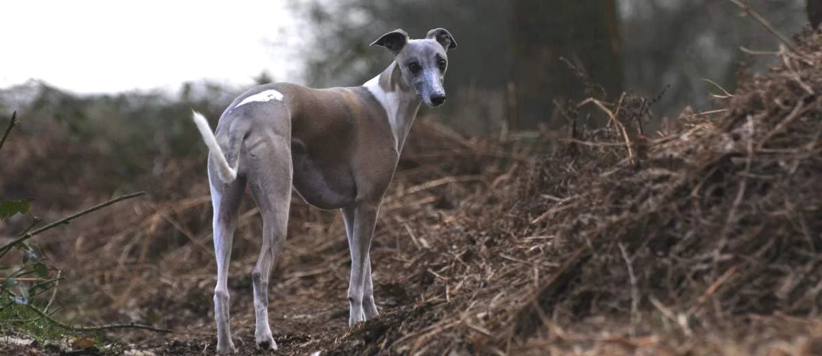 Foto van de Whippet