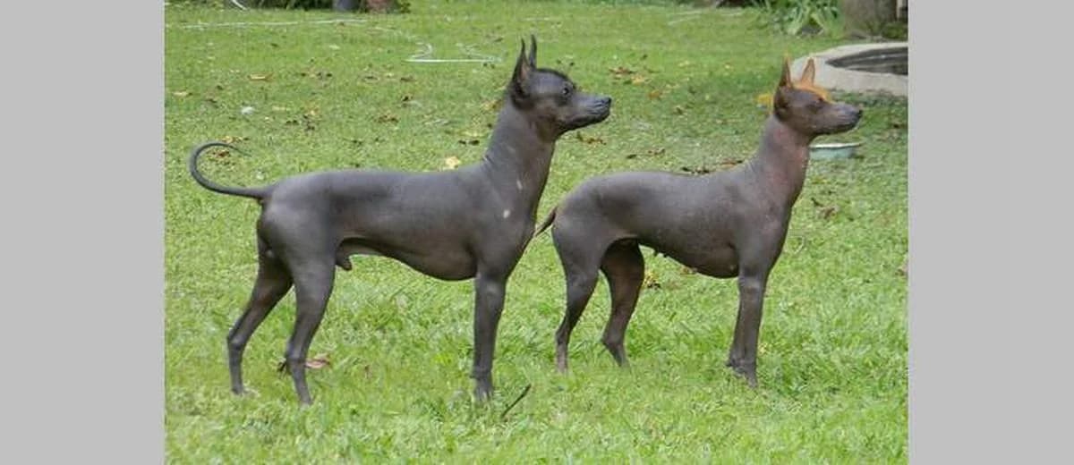Foto van de Xoloitzcuintly (Mexicaanse naakthond)