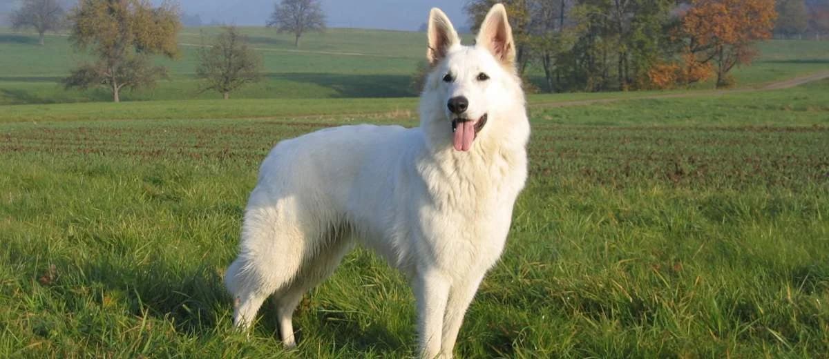 Foto van de Zwitserse Witte herder
