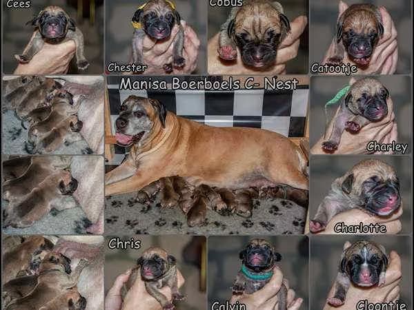 Boerboel — Boerboelpups geboren