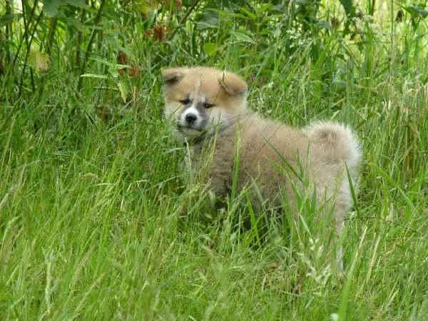 Akita — Akita pups van de Mulligenvree