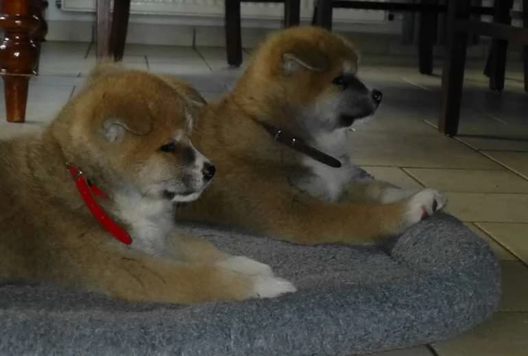 Akita — Te koop akita pups vd Mulligenvree