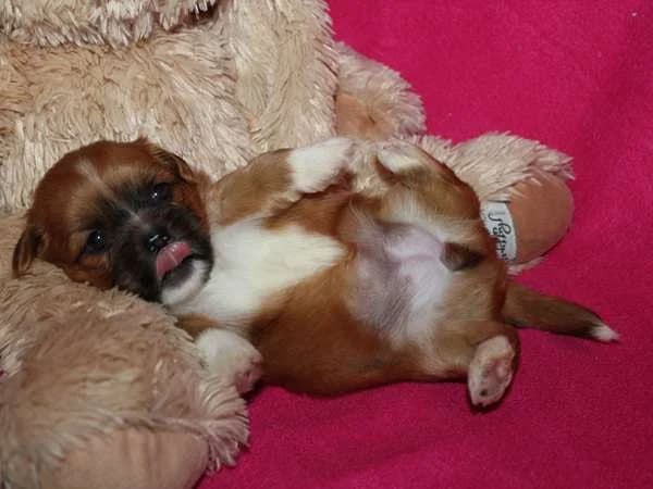Lhasa Apso — Lhasa Apso pups met Stamboom