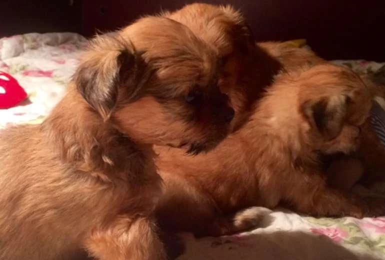 Lhasa Apso — Lhasa Apso Pups met stamboom nog 1 reutje beschikbaar.