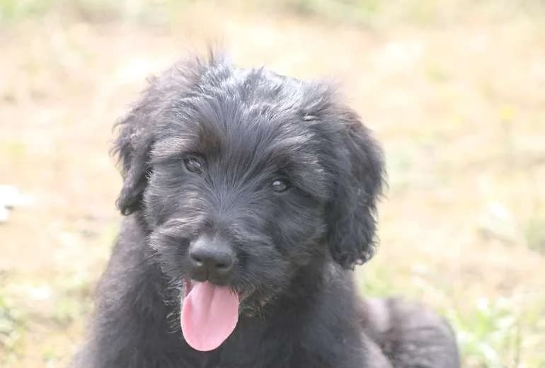 Briard — Zwart geboren grijs Briard reutje (bruin id bandje)