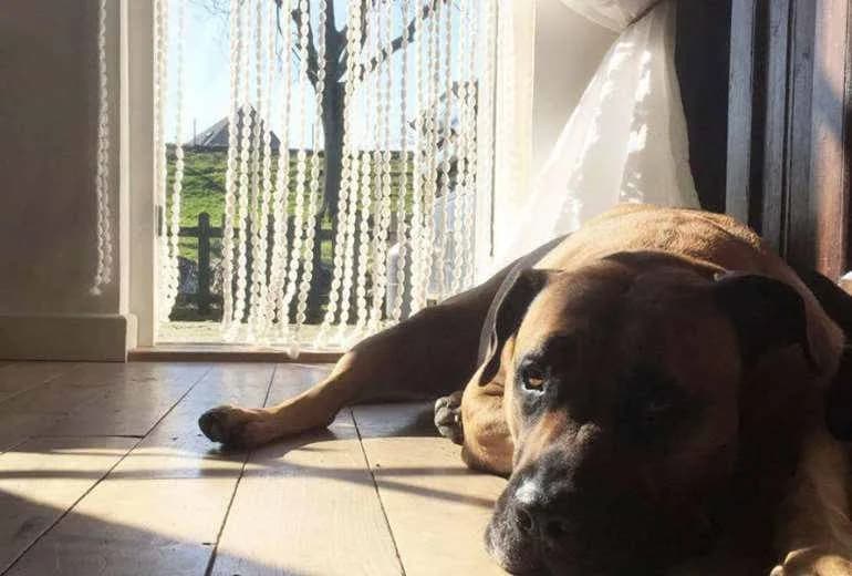 Perro de Presa Canario — Presa dogo canario