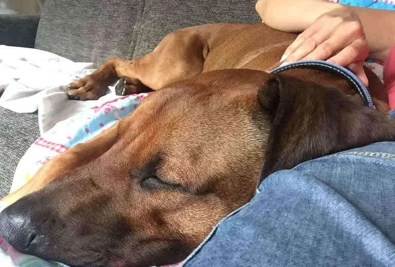 Rhodesian Ridgeback — Rhodesian Ridgeback reu 9,5 maand oud