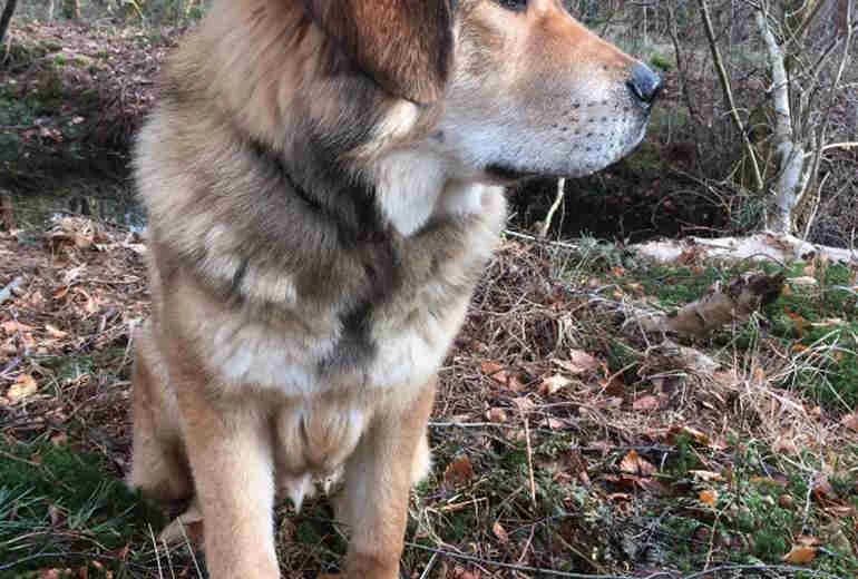 Tibetaanse Mastiff — 9 maanden jonge Tibitaanse Mastiff
