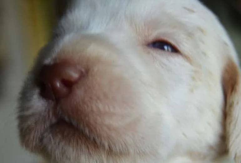 Italiaanse Spinone — Spinone Italiano pups bij of the Stokkem Ferry