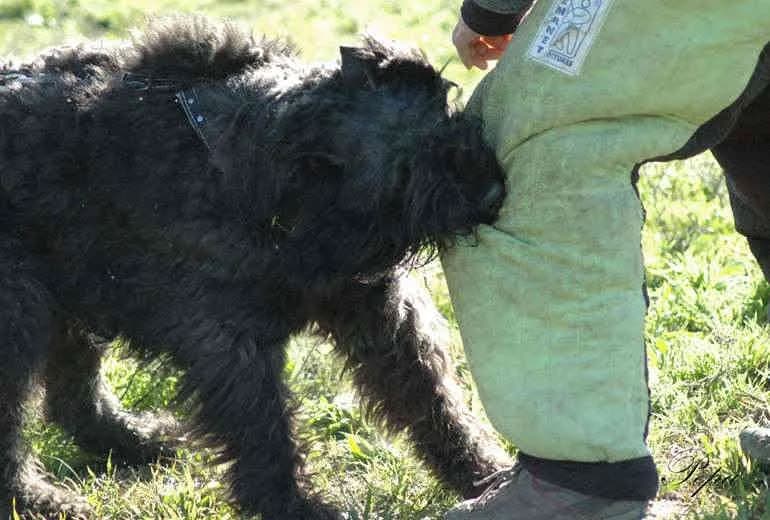 Bouvier des Flandres — Cachorros de Bouvier de Flandes