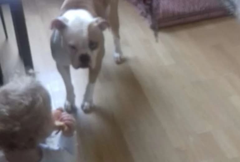Olde English Bulldogge — goed huis gezocht :olde english bulldogge ANGEL 2 jr