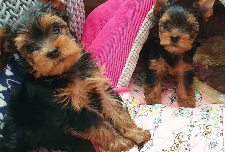 Yorkshire Terriër — Prachtige mannelijke hond van de Yorkshire Terrier