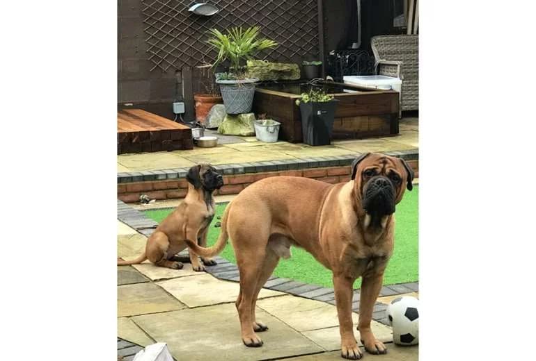 Mastiff — Bullmastiff-honden