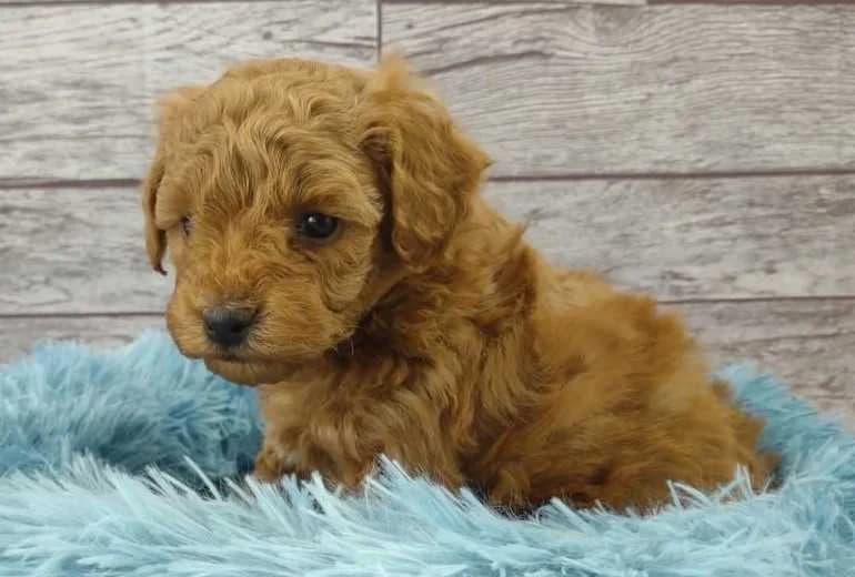 Poedel — mini poedelpuppy's