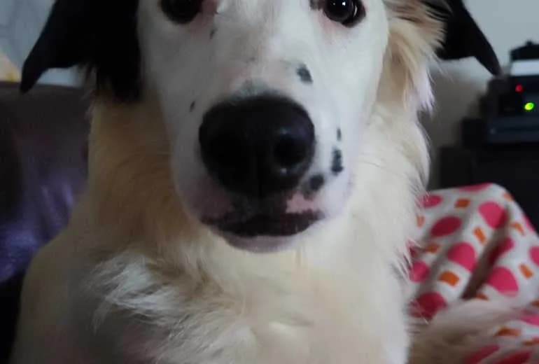 Border Collie — Herplaatsing ,reeds getrainde border Collie