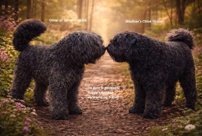 Bouvier des Flandres — Puppy's verwacht