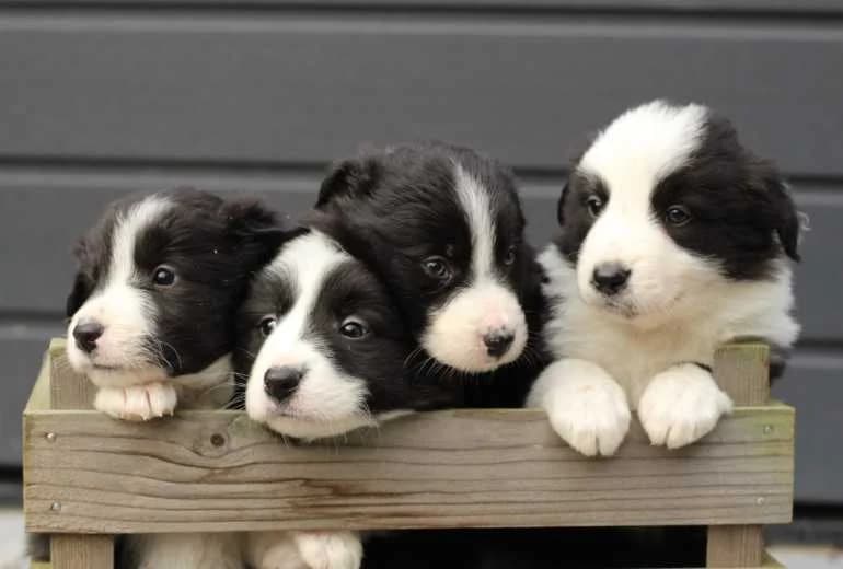 Border Collie — Prachtige Border Collie pups