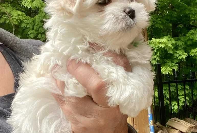 Maltezer — Prachtige Maltezer pups.
