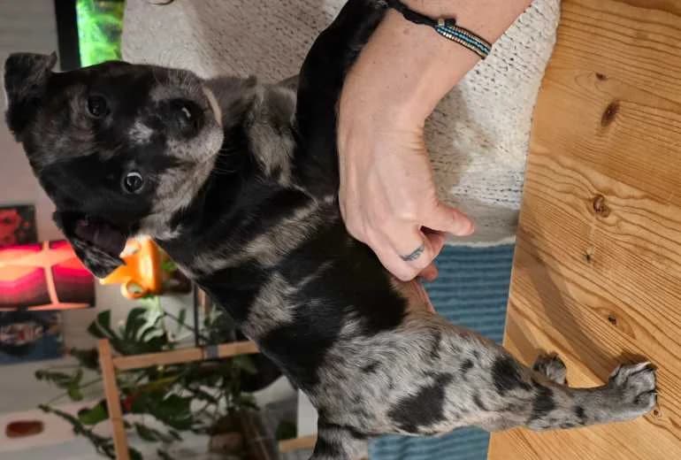 Bull Terriër — Mooie puppy's kruising terrier tussen bullterrier en pomsky