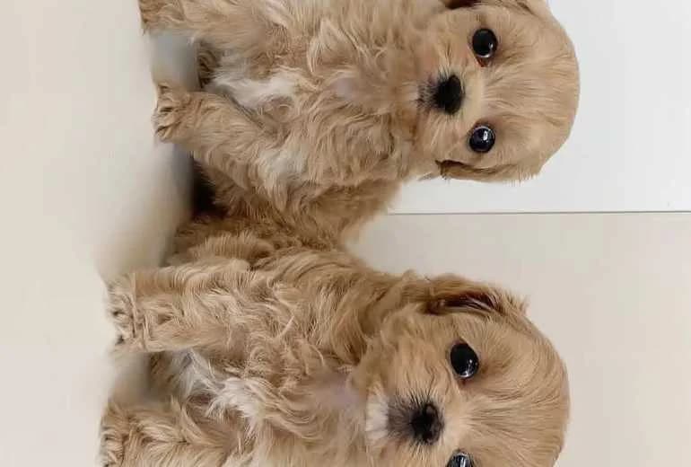 Pomapoo — We bieden een nieuw nest Pomeranian-puppy's aan.