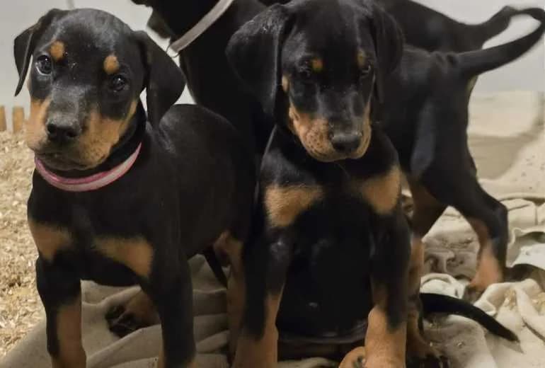 Dobermann — Dobermannpuppy's Whatsapp +31622518490
