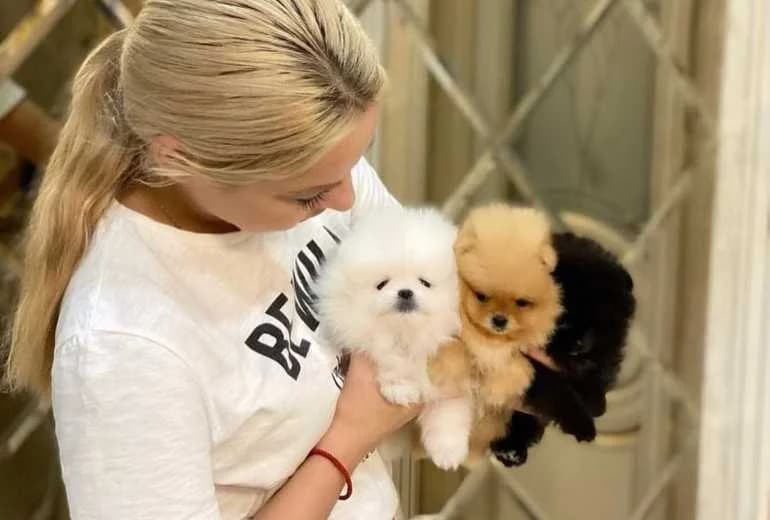 Pomeriaan — We bieden een nieuw nest Pomeranian-puppy's aan.