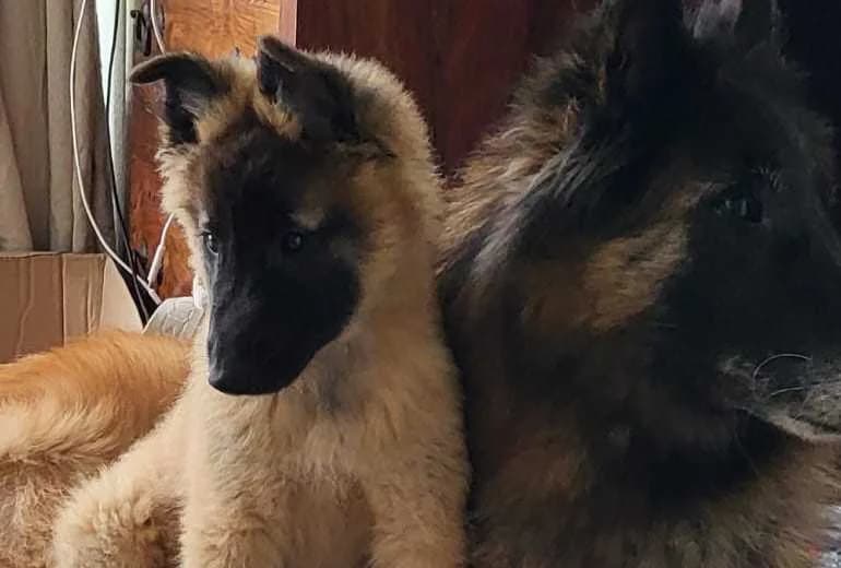 Tervuerense herder — Tervuerense herder pup