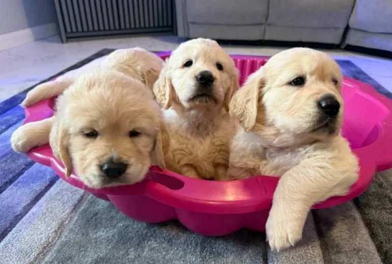 Golden Retriever — Prachtige, stevige golden retriever pups