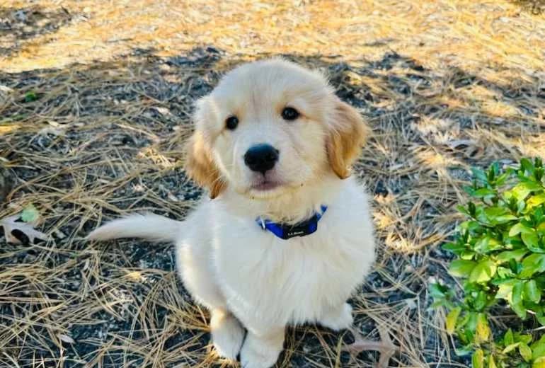 Golden Retriever — Een mannelijke golden retriever-puppy is beschikbaar.