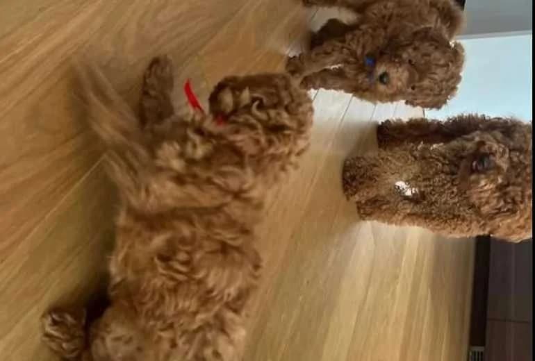 Poedel — Schattige Toypoedel-puppy's.