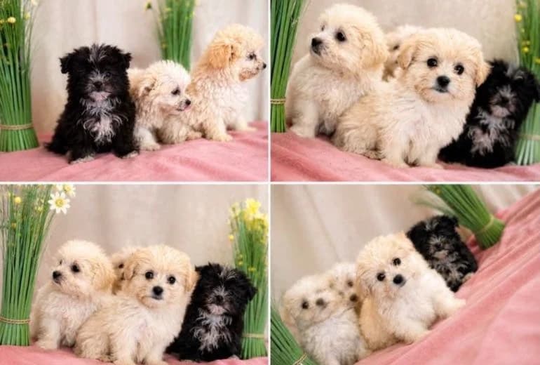 Maltipom — Schattige Maltezer X Pomeriaan pups.