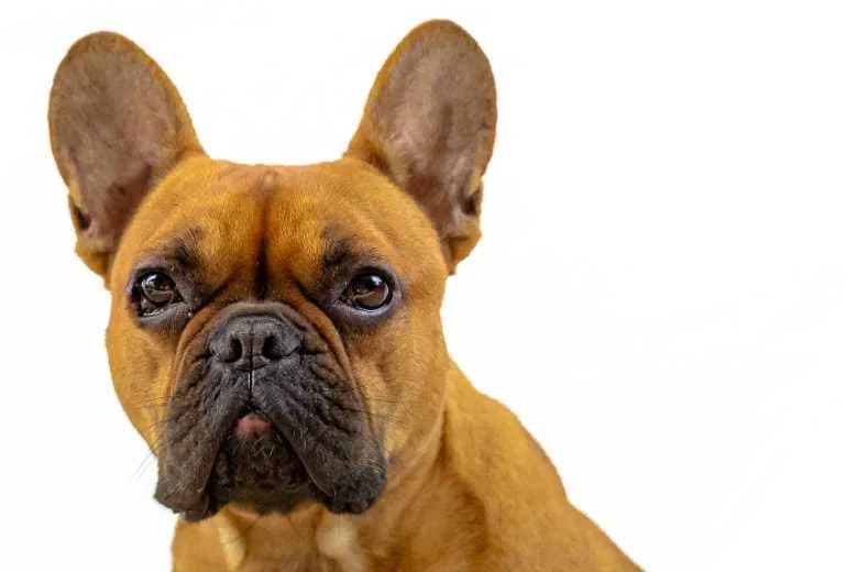Franse Bulldog — Liefdevol thuis gezocht voor Jones