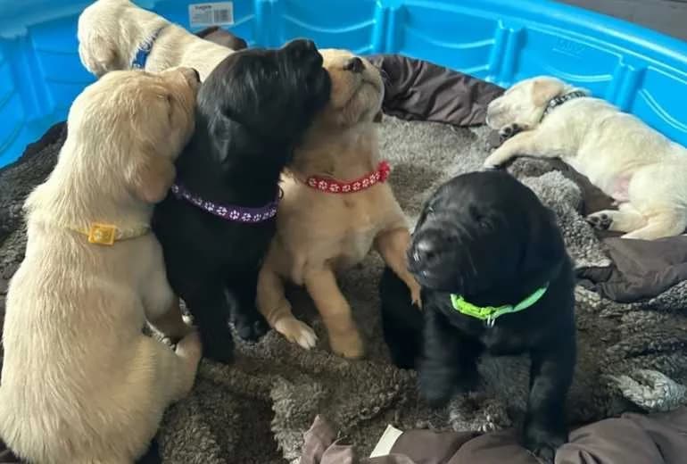 Labrador Retriever — Labradorpuppy's zoeken een liefdevol thuis