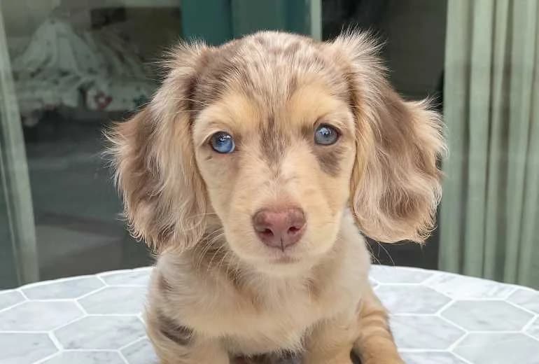 Teckel Langhaar — Teckel (Teckel) puppy's zoeken een liefdevol thuis