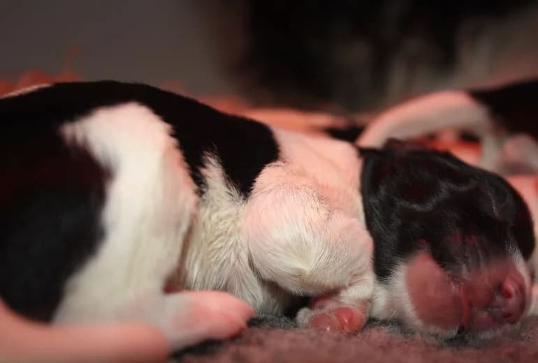 Schapendoes — Schapendoespups zoeken een huis in oktober