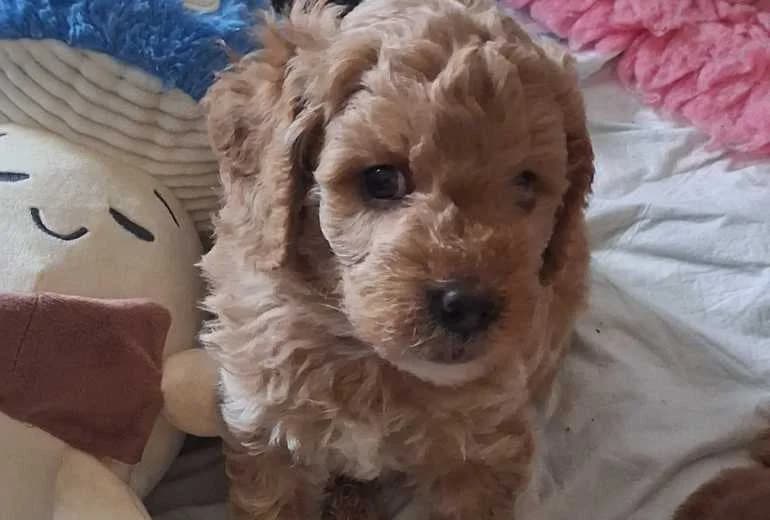 Labradoodle — Labradoodles puppy's