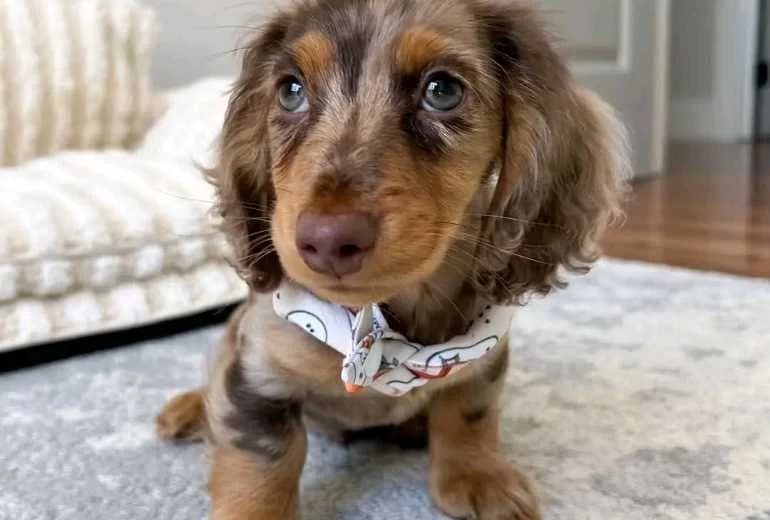 Teckel korthaar — Teckel pups